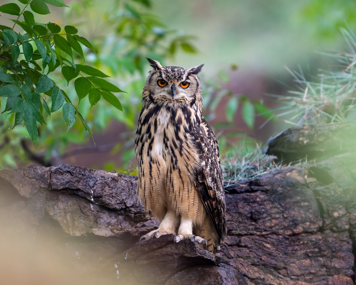 Rock Eagle-Owl - ML641895102