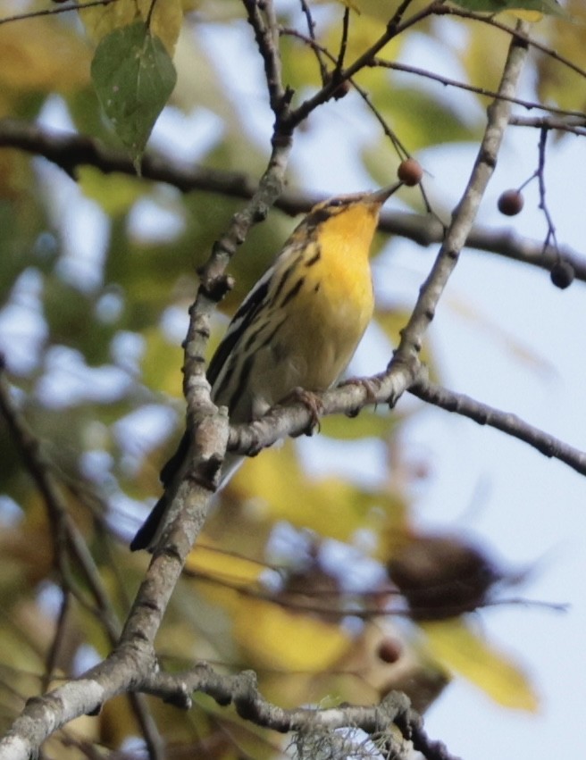 Blackburnian Warbler - ML641895145