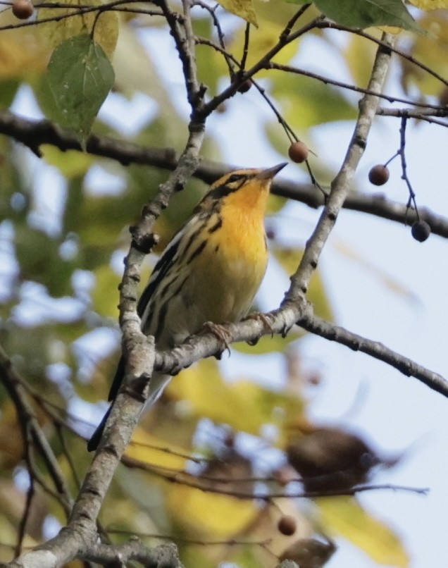 Blackburnian Warbler - ML641895146