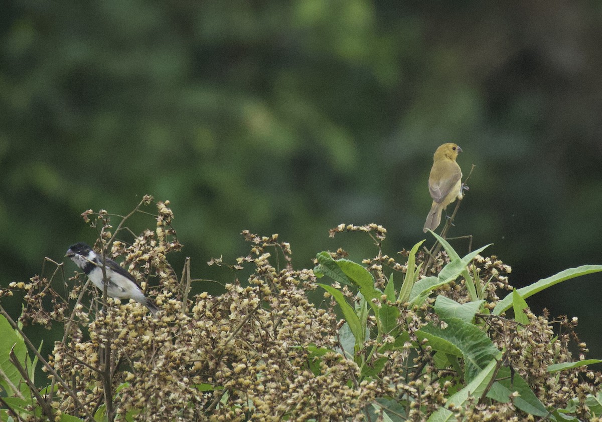 Variable Seedeater - ML641895155