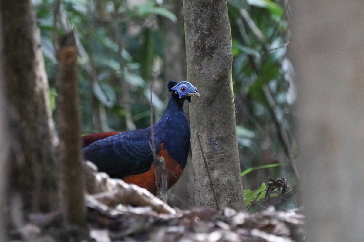 Bornean Crested Fireback - ML641895160
