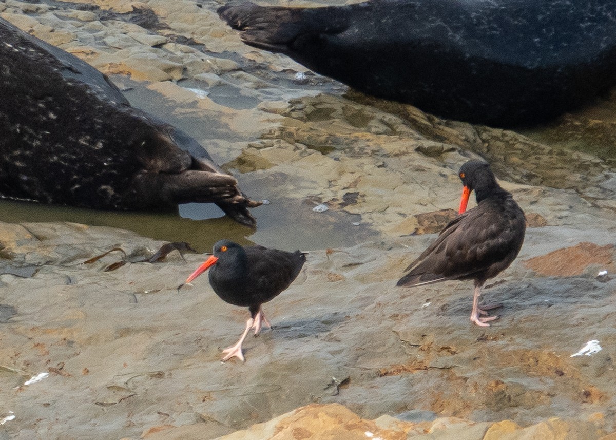 Black Oystercatcher - ML641895171
