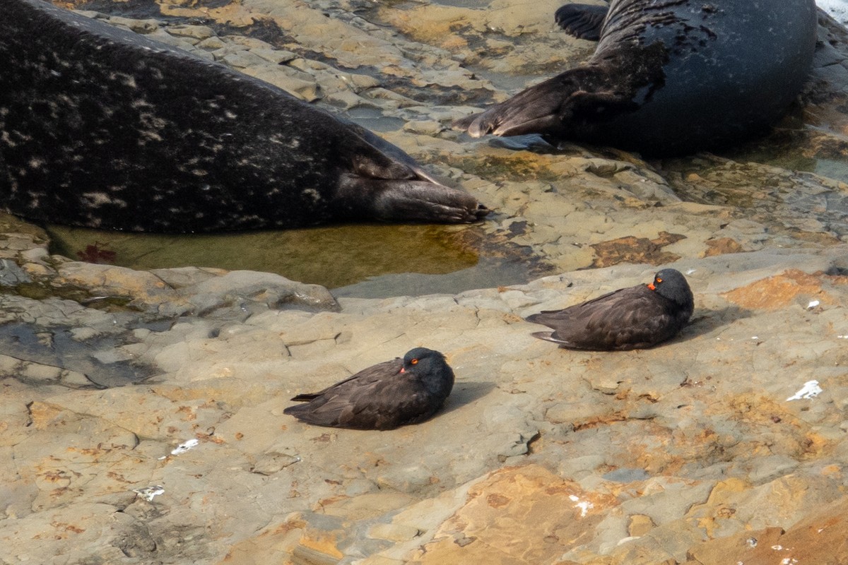 Black Oystercatcher - ML641895172