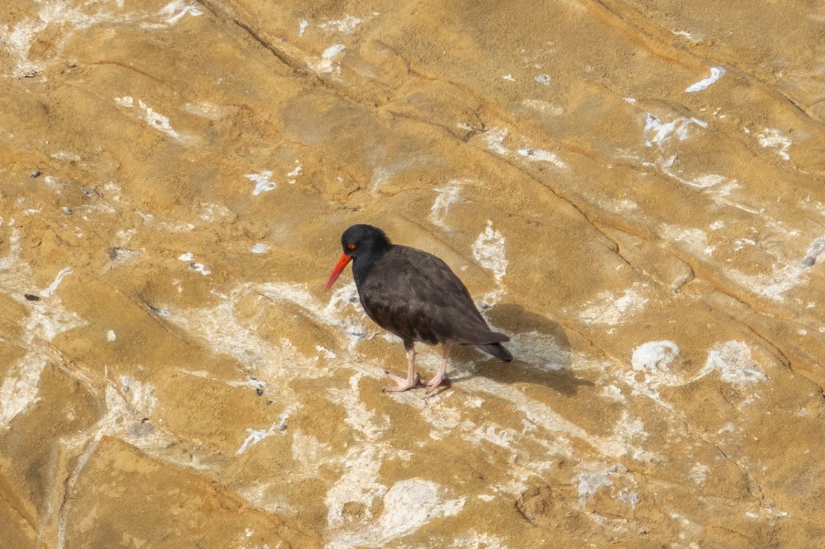 Black Oystercatcher - ML641895173