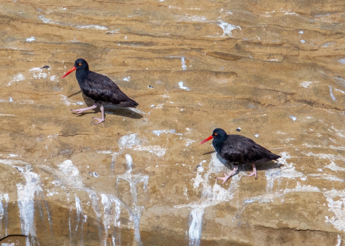Black Oystercatcher - ML641895174