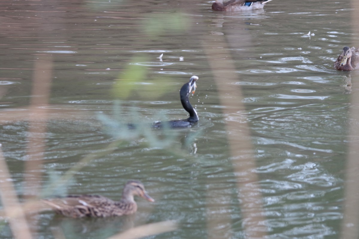 Neotropic Cormorant - ML641895176