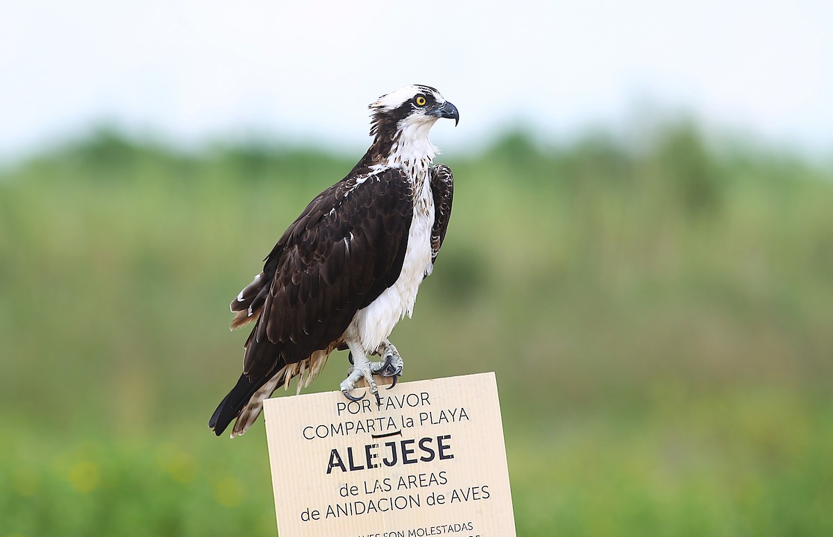 Osprey - ML641895186