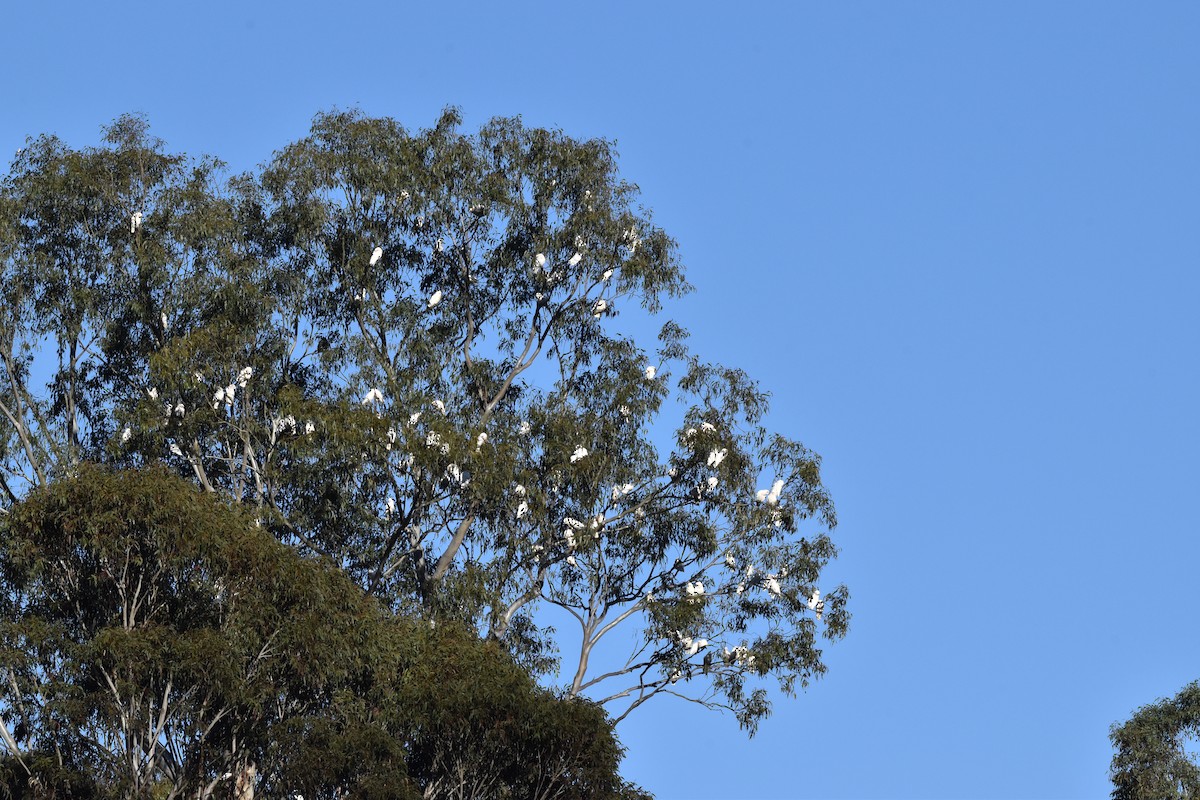 Little Corella - ML641895188