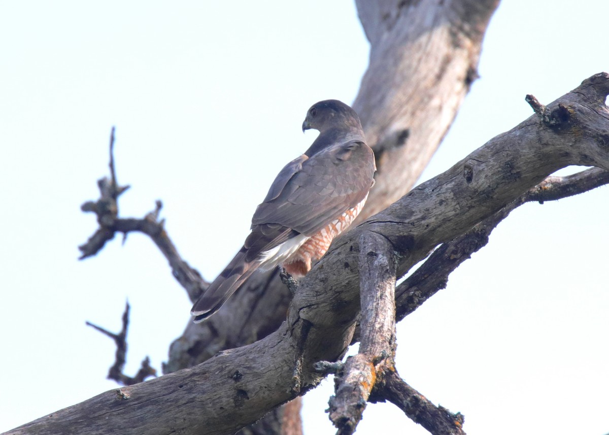 Cooper's Hawk - ML641895212