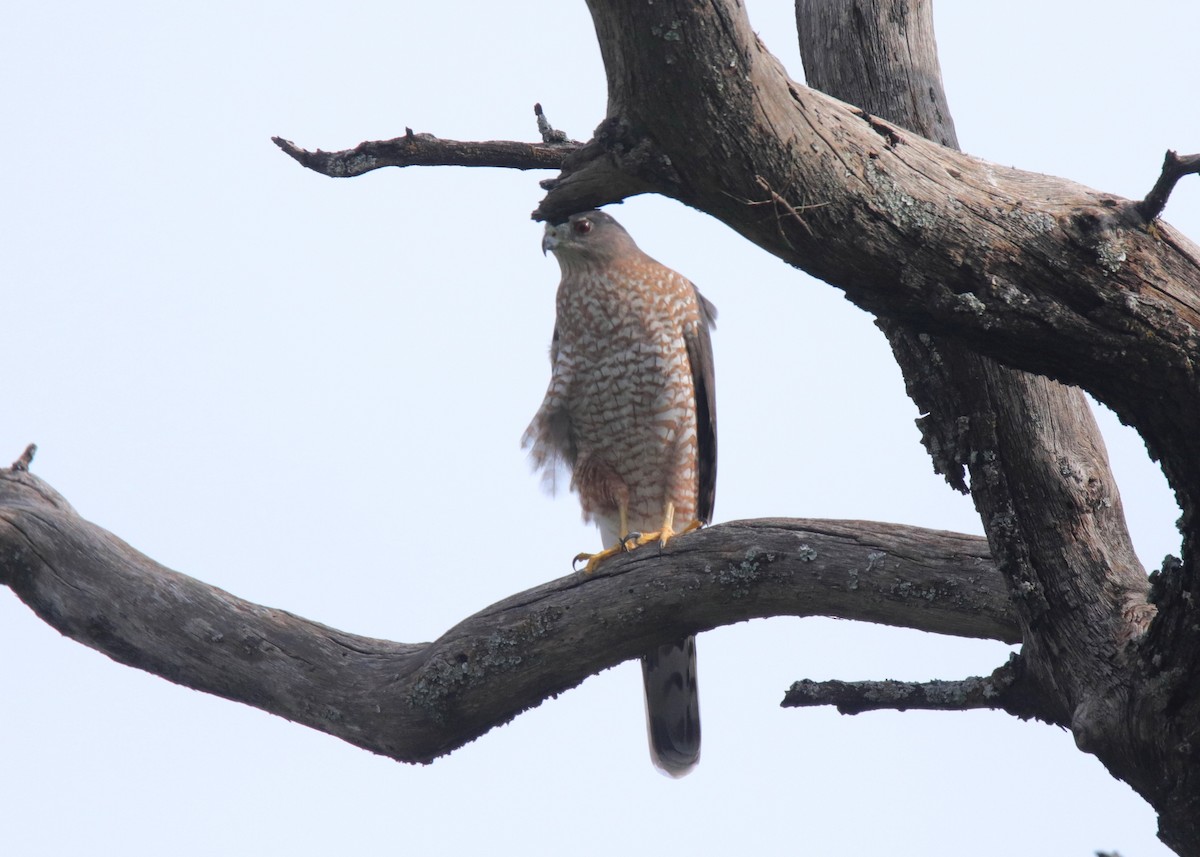 Cooper's Hawk - ML641895214