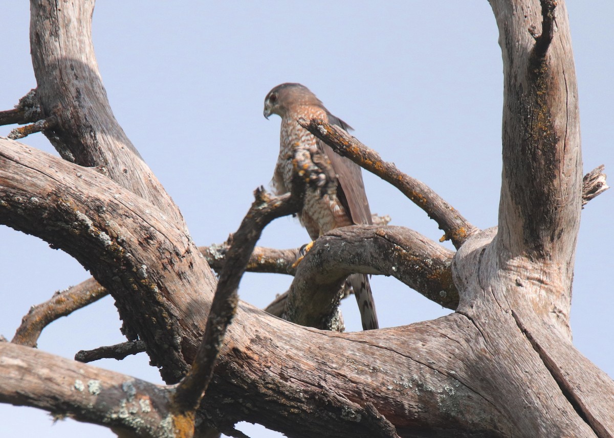Cooper's Hawk - ML641895220