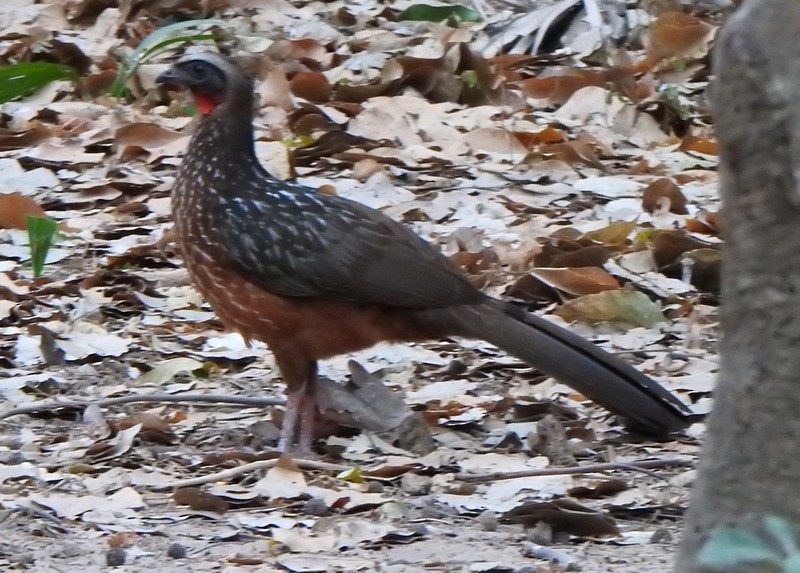 Kızıl Karınlı Guan - ML641895235