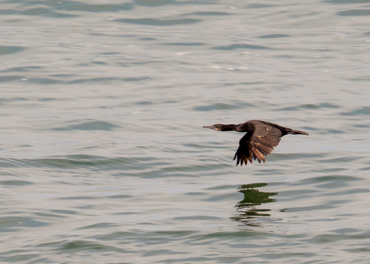 Brandt's Cormorant - ML641895236