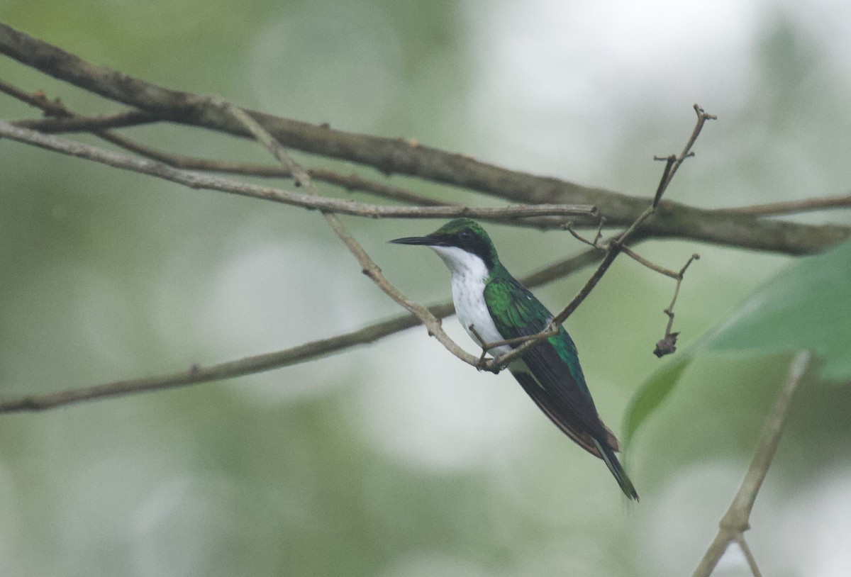 Purple-crowned Fairy - ML641895237
