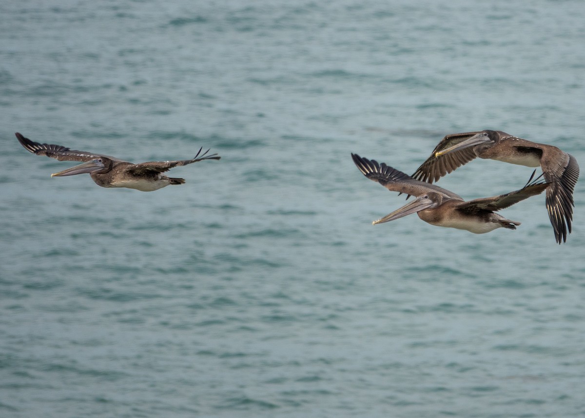 Brown Pelican - ML641895250