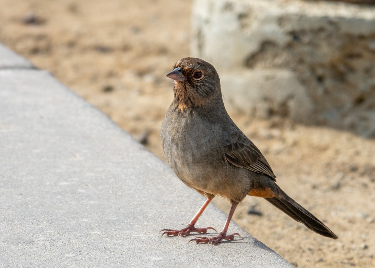 California Towhee - ML641895289