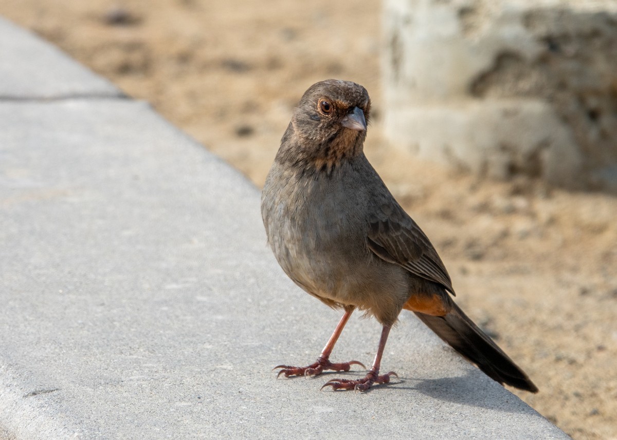 California Towhee - ML641895290