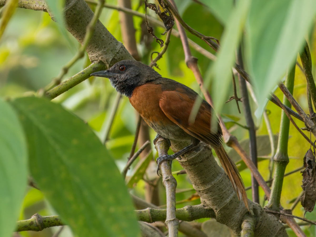 Rufous-breasted Spinetail - ML641895300