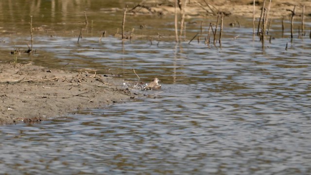 Spotted Sandpiper - ML641895341