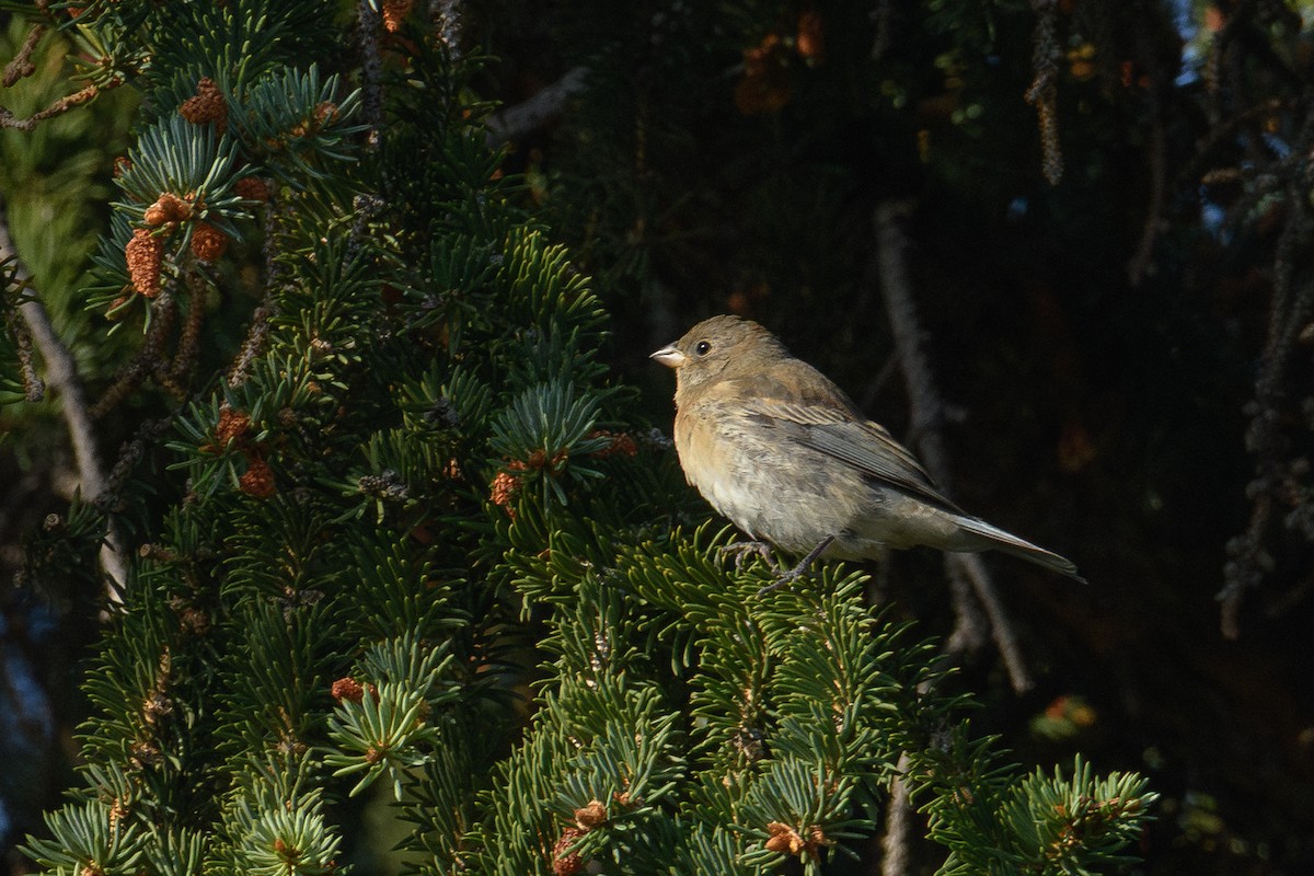 Lazuli Bunting - ML641895345