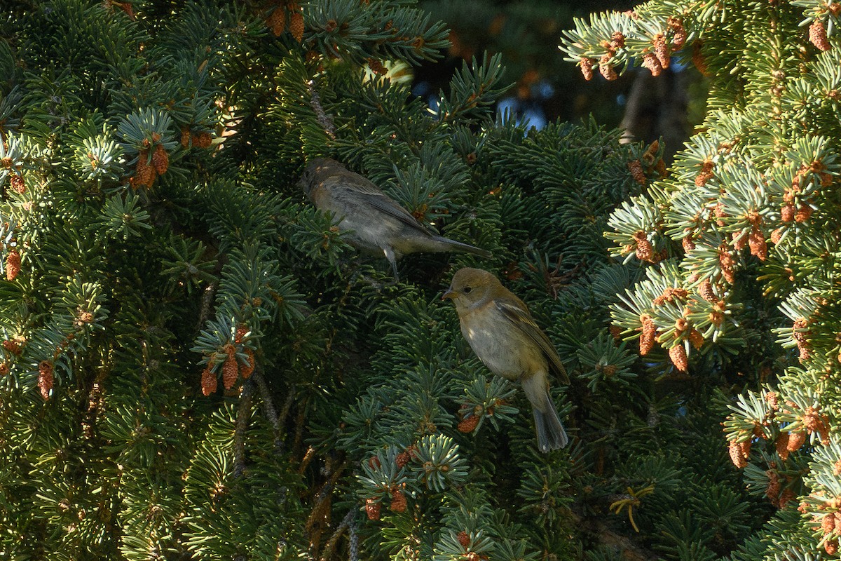 Lazuli Bunting - ML641895346