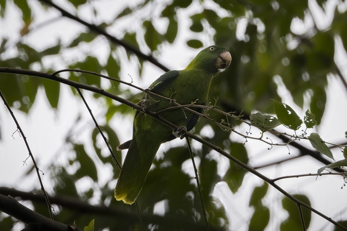 Azure-rumped Parrot - ML641895366