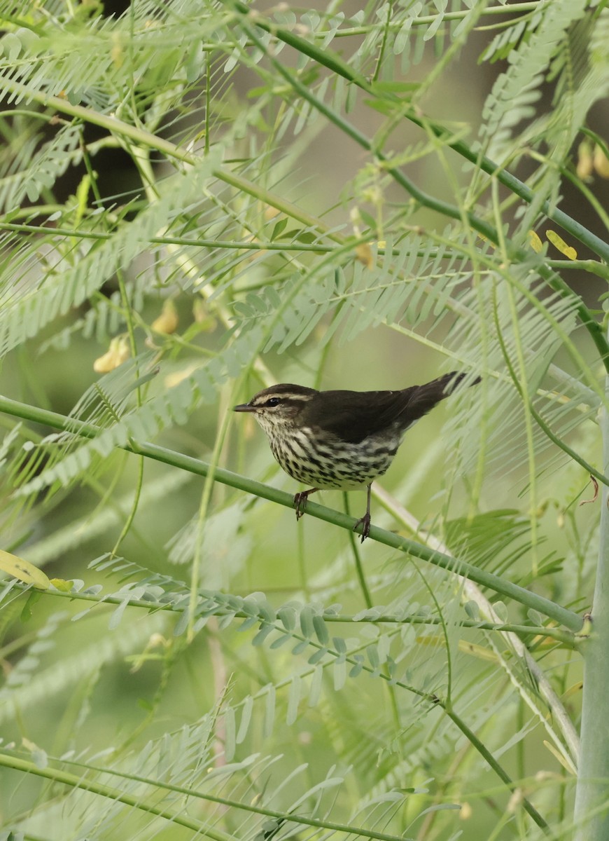 Northern Waterthrush - ML641895382