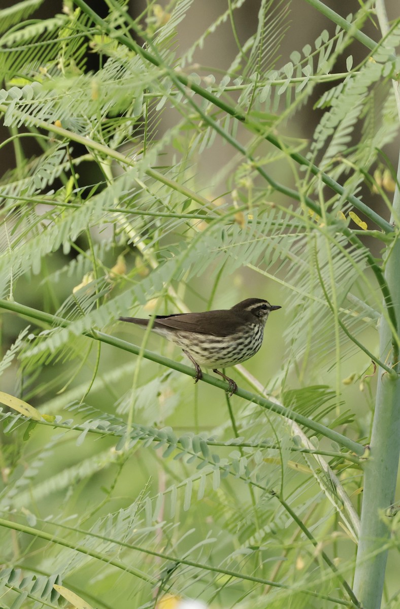 Northern Waterthrush - ML641895383