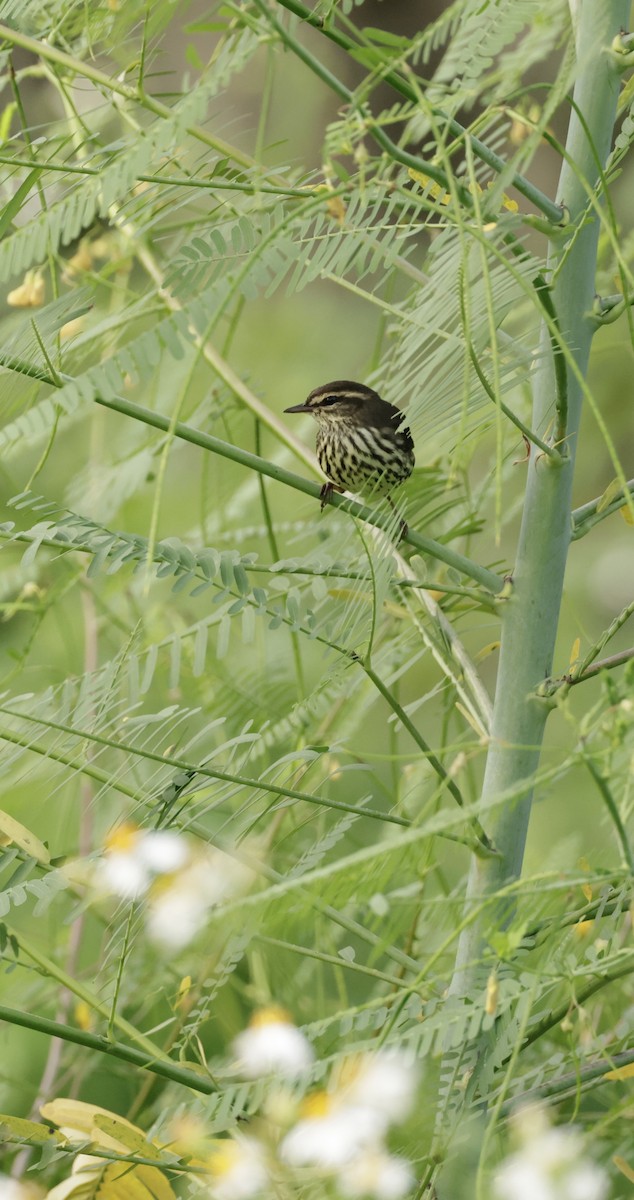 Northern Waterthrush - ML641895384