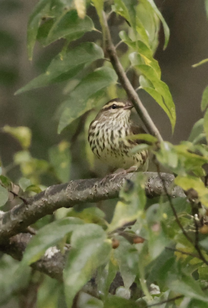 Northern Waterthrush - ML641895421