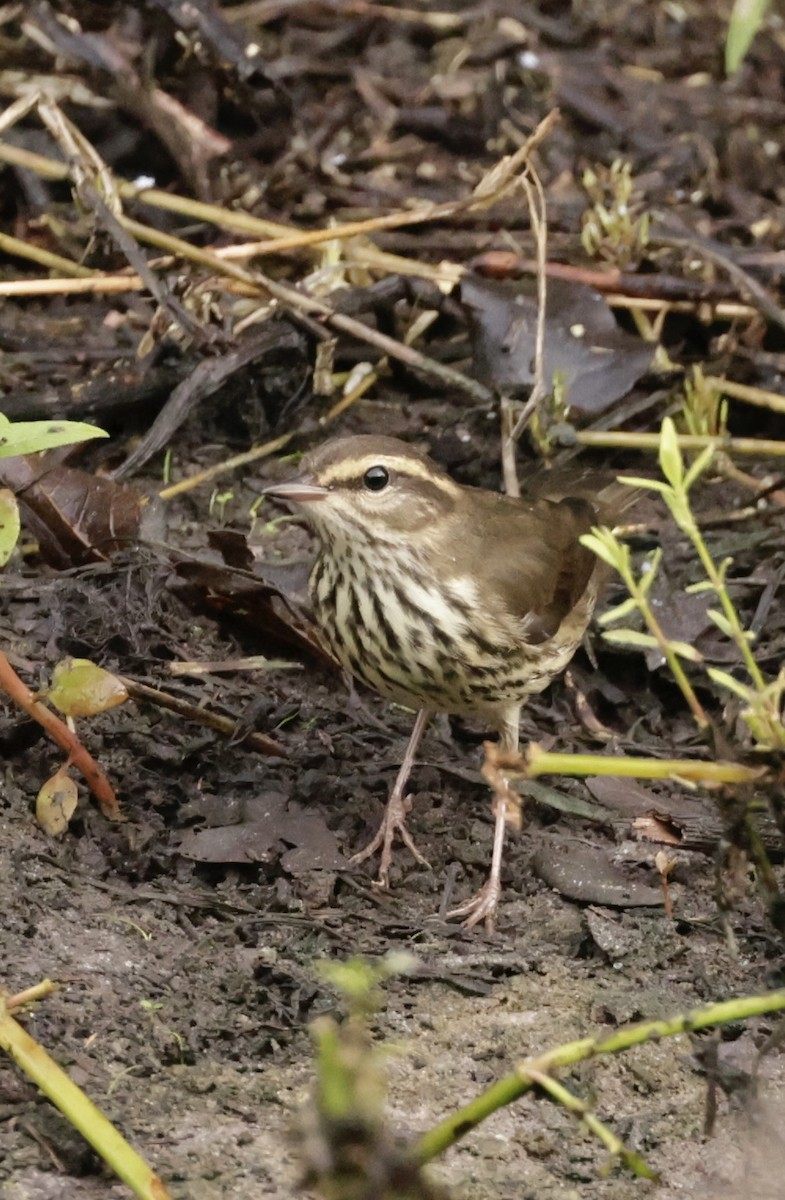 Northern Waterthrush - ML641895422