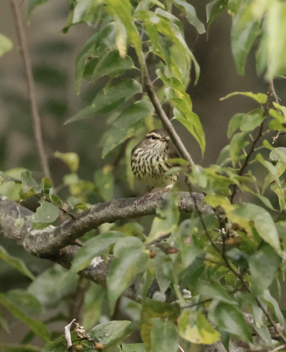 Northern Waterthrush - ML641895423