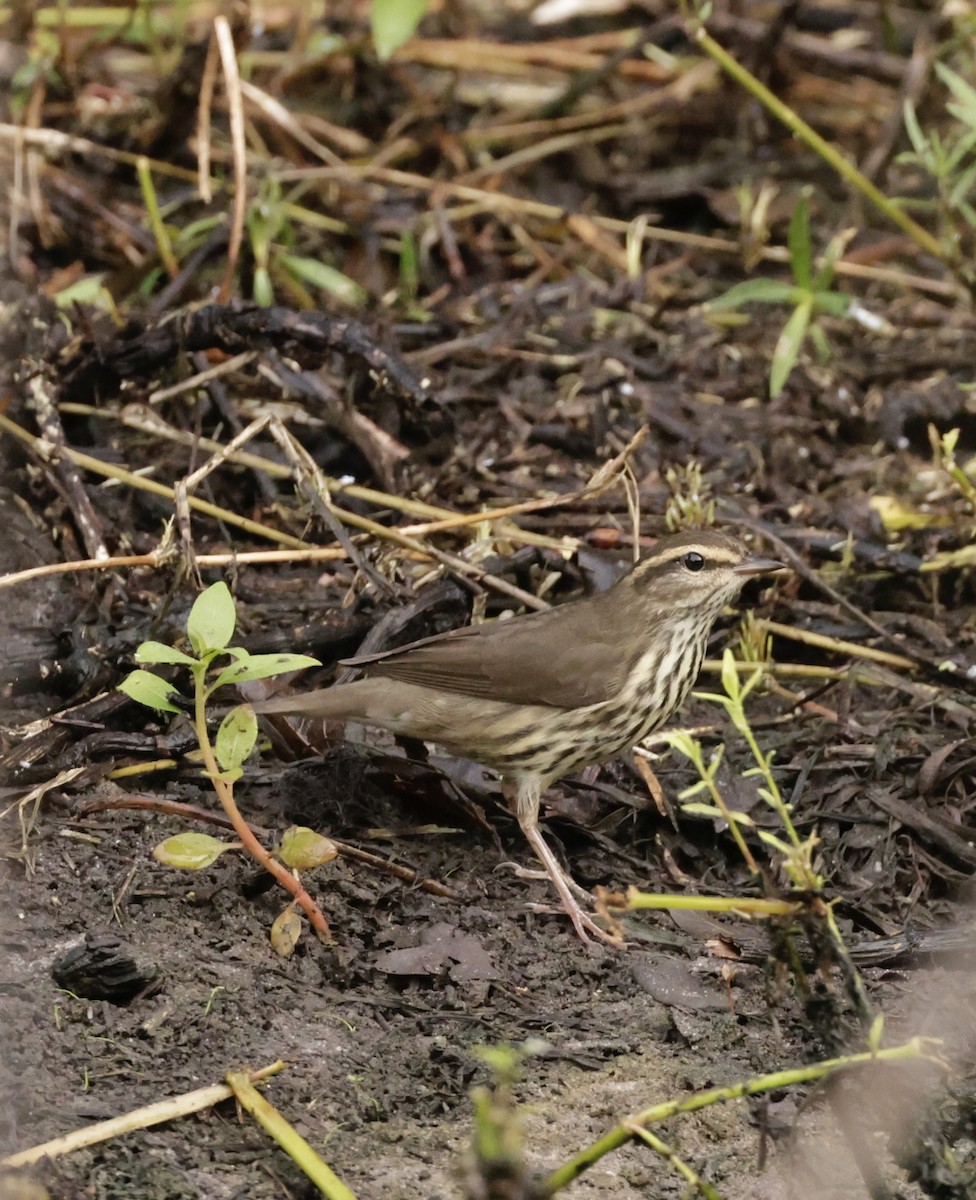 Northern Waterthrush - ML641895424