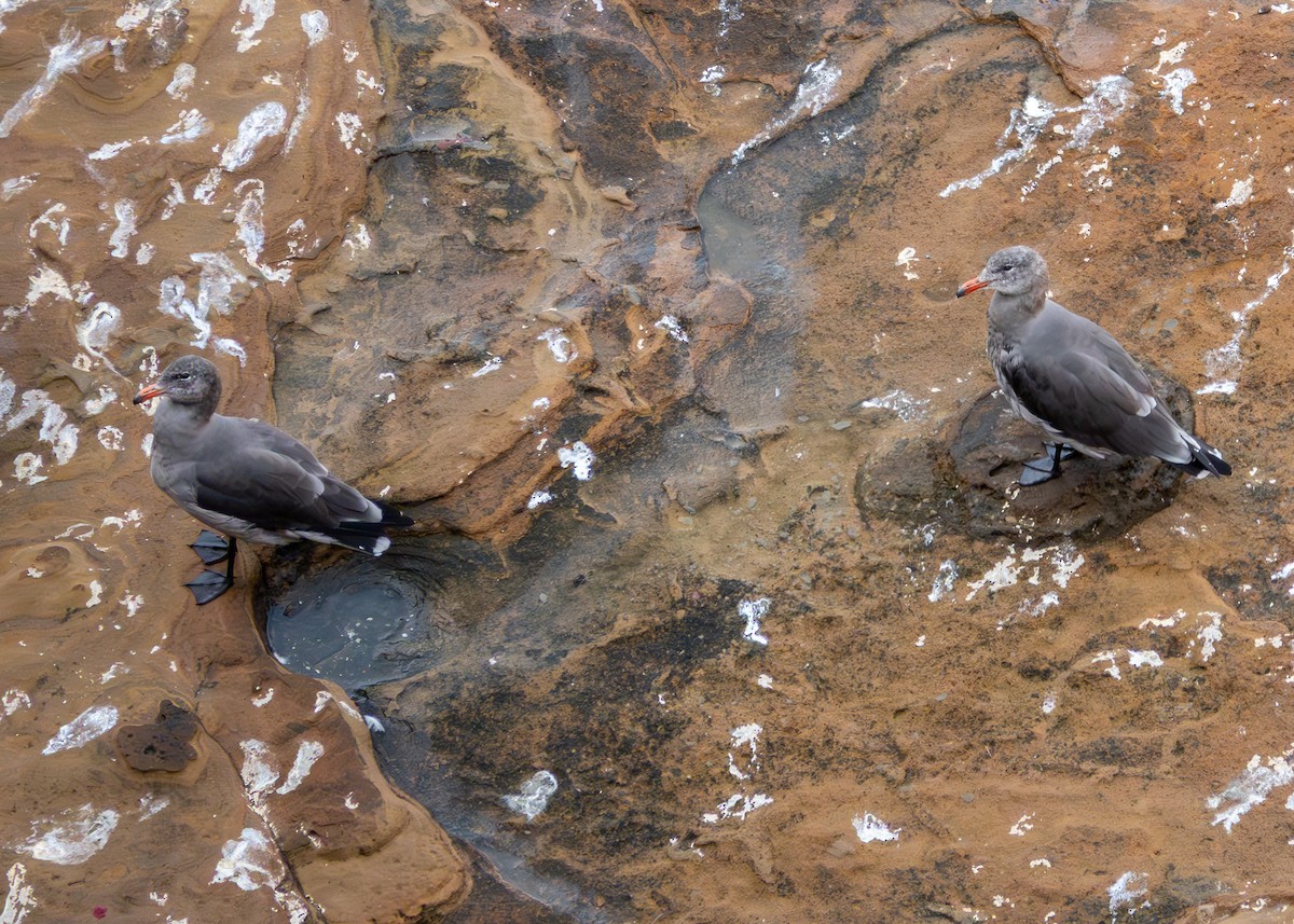 Heermann's Gull - ML641895430