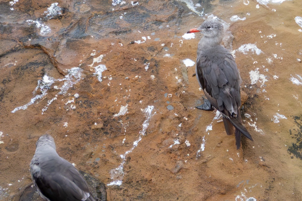 Heermann's Gull - ML641895431