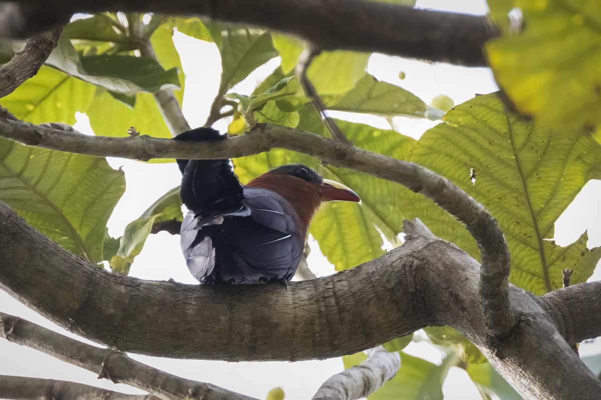 Yellow-billed Malkoha - ML641895439