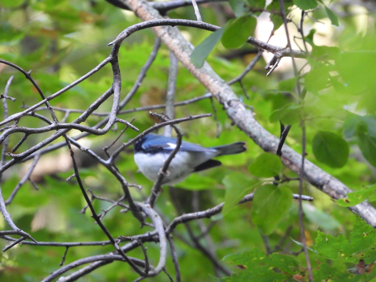 Black-throated Blue Warbler - ML641895453