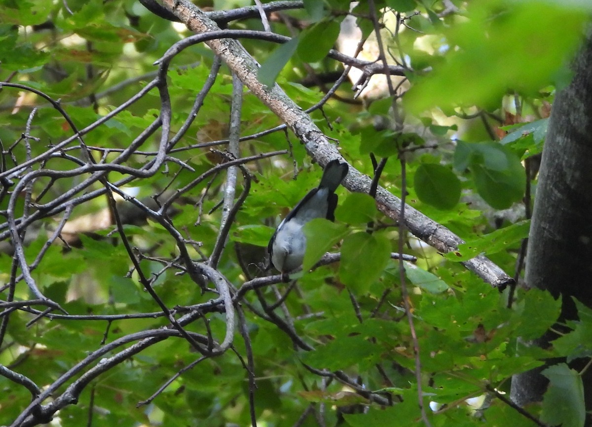 Black-throated Blue Warbler - ML641895455
