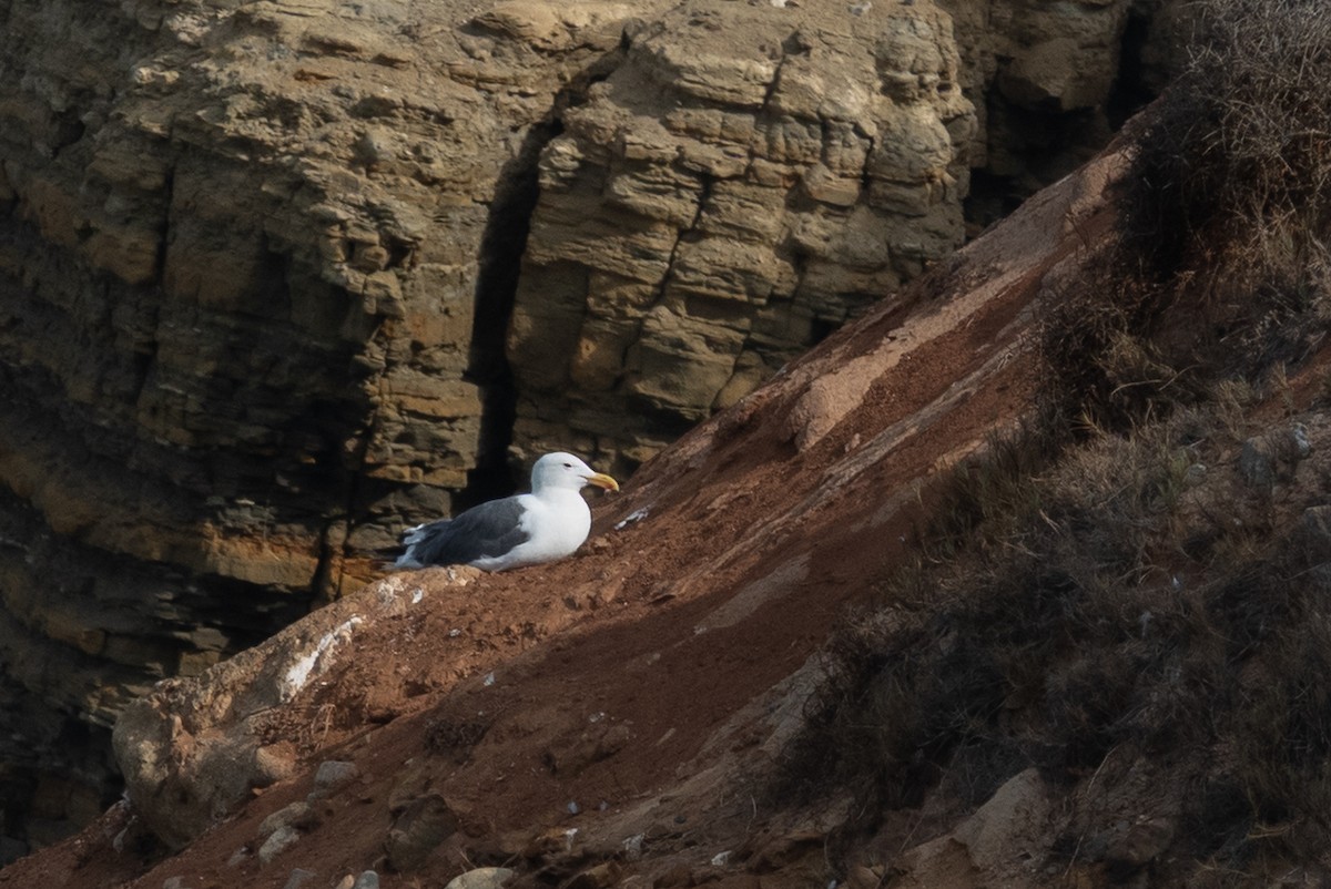 Western Gull - ML641895475