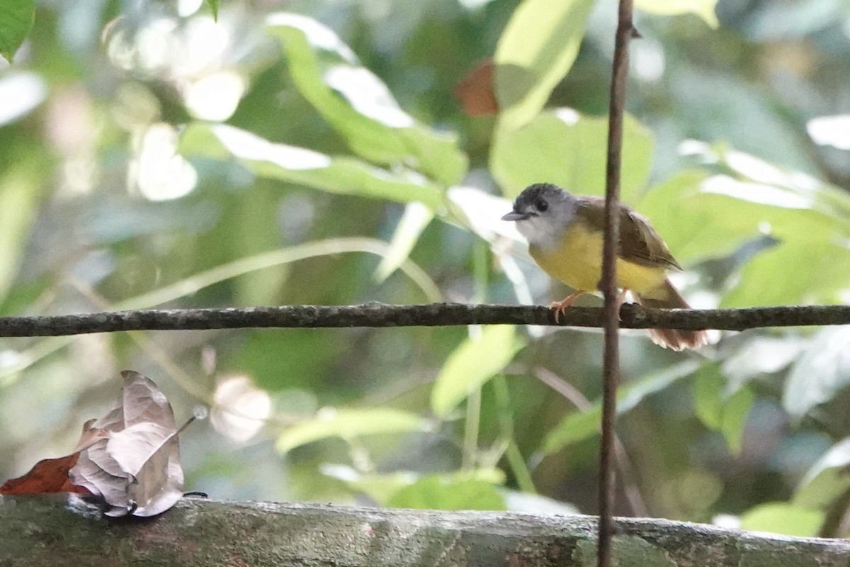 Yellow-bellied Bulbul - ML641895479