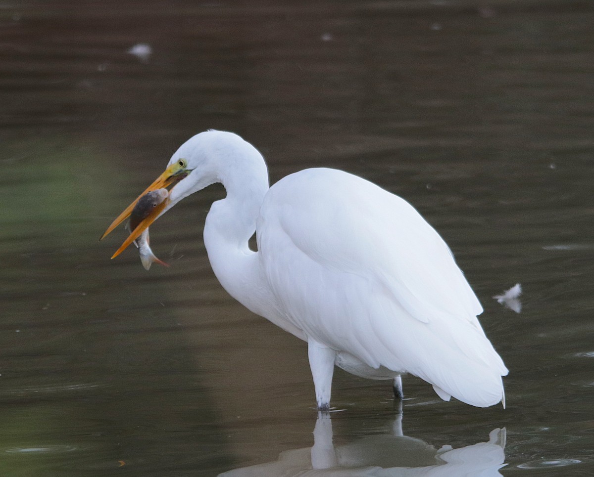 Great Egret - ML641895491