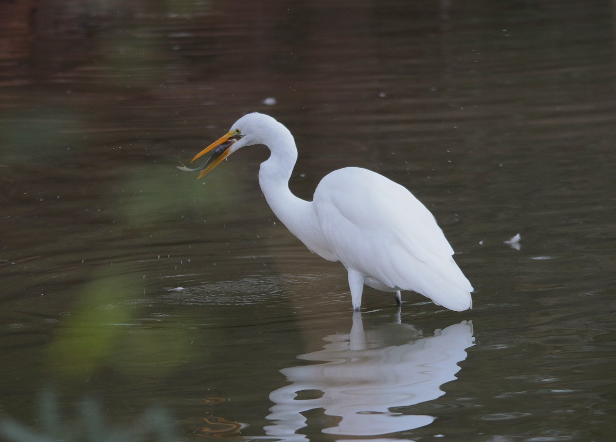Great Egret - ML641895492
