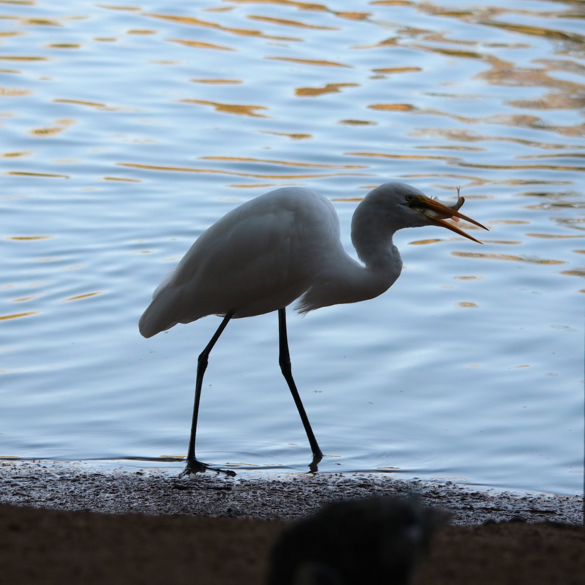 Great Egret - ML641895493