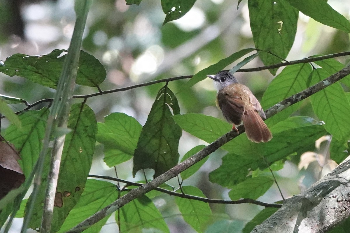Yellow-bellied Bulbul - ML641895495