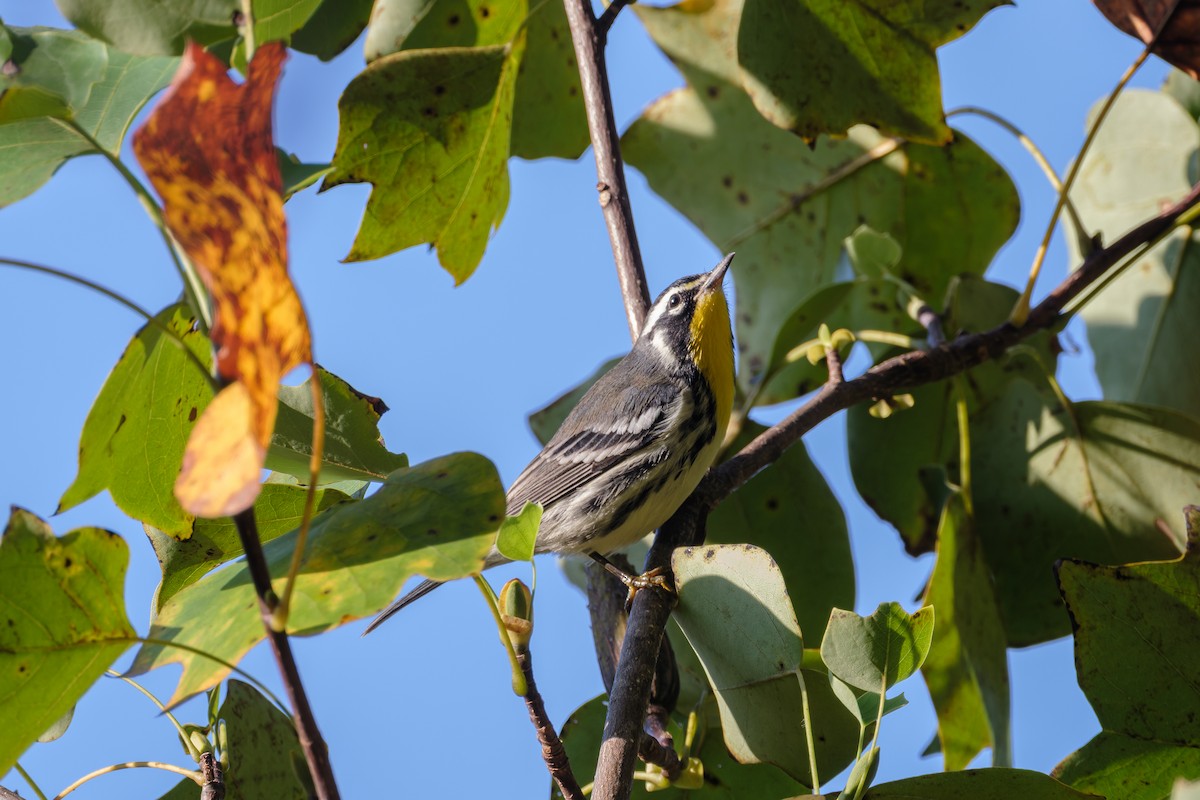 Yellow-throated Warbler - ML641895500