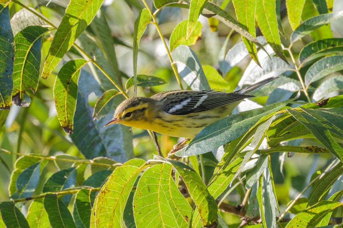 Blackburnian Warbler - ML641895505