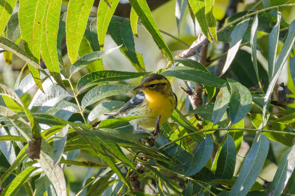 Blackburnian Warbler - ML641895506