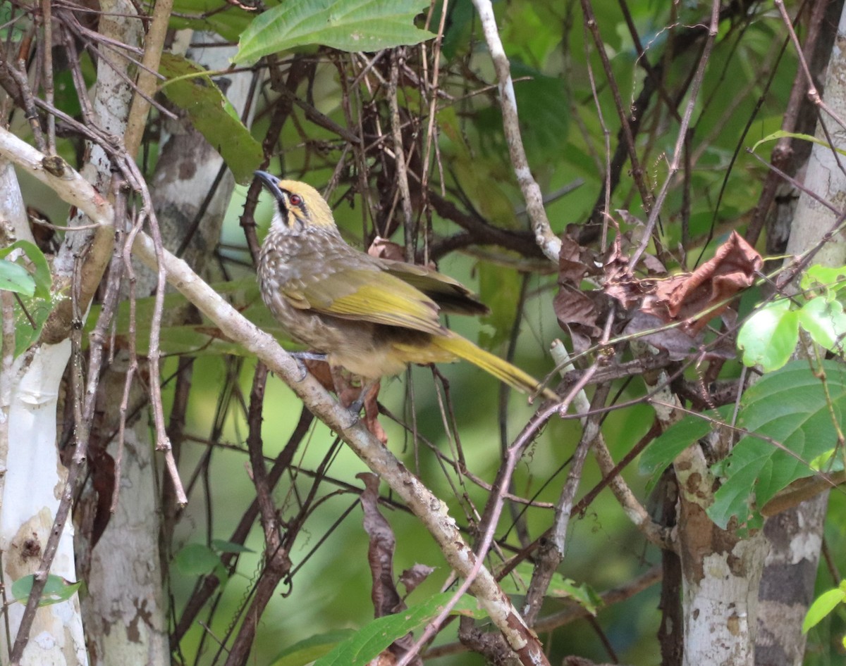 Бюльбюль жовтоголовий - ML641895508