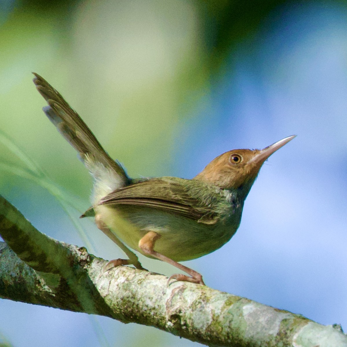 Olive-backed Tailorbird - ML641895512
