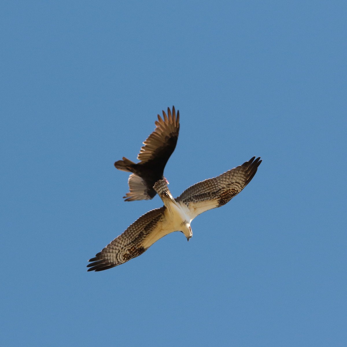 Osprey - ML641895521